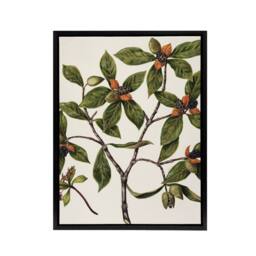"Artery8 New Zealand Tawhiri Karo Plant Artwork Featon Framed Canvas Wall Art in Beige - Size: W12"" x H16""" - thumbnail 1