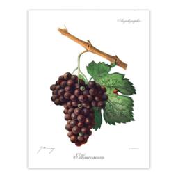 Artery8 Jules Troncy Framed Wall Art Wine Grapes Mourvaison Ampelography in White - Size: A4 - thumbnail 3