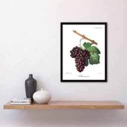 Artery8 Jules Troncy Framed Wall Art Wine Grapes Mourvaison Ampelography in White - Size: A4 - thumbnail 2