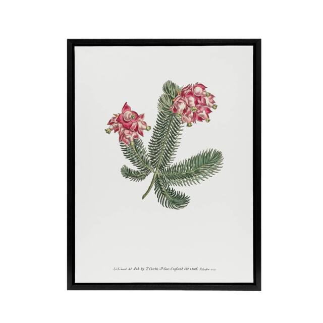 "Artery8 Francis Sansom Erica Glauca Elegans Flower Bloom Framed Canvas Art in White - Size: W12"" x H16""" - image 1