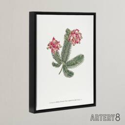 "Artery8 Francis Sansom Erica Glauca Elegans Flower Bloom Framed Canvas Art in White - Size: W12"" x H16""" - thumbnail 2