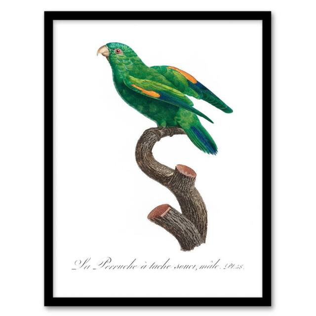 Artery8 Francois Levaillant Framed Wall Art The Marigold Lorikeet Parrot in White - Size: A4 - image 1
