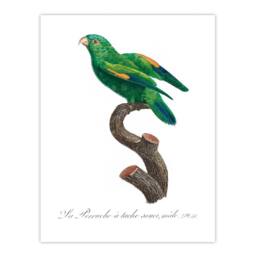 Artery8 Francois Levaillant Framed Wall Art The Marigold Lorikeet Parrot in White - Size: A4 - thumbnail 3