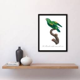Artery8 Francois Levaillant Framed Wall Art The Marigold Lorikeet Parrot in White - Size: A4 - thumbnail 2