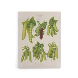 "Artery8 Peas Kitchen Vintage Botanical Ernst Benary Canvas Wall Art Print in White - Size: W12"" x H16""" - thumbnail 1