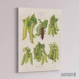 "Artery8 Peas Kitchen Vintage Botanical Ernst Benary Canvas Wall Art Print in White - Size: W12"" x H16""" - thumbnail 2