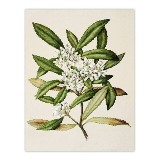"Artery8 New Zealand Tawari Plant Flowers Featon Wall Art Poster Print in Beige - Size: W12"" x H16""" - image 1