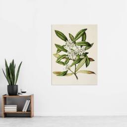 "Artery8 New Zealand Tawari Plant Flowers Featon Wall Art Poster Print in Beige - Size: W12"" x H16""" - thumbnail 4