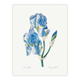 Artery8 Pierre J Redoute Framed Wall Art Print Iris Pallida Vintage Botanical in White - Size: A4 - thumbnail 3