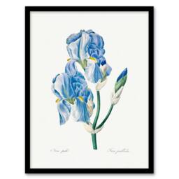Artery8 Pierre J Redoute Framed Wall Art Print Iris Pallida Vintage Botanical in White - Size: A4 - thumbnail 1