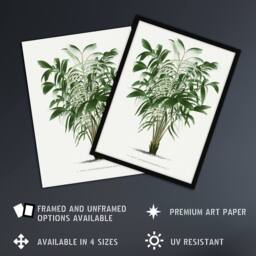 Artery8 Astrocaryum Murumuru Palm Tree Kerchove Framed Wall Art Print in White - Size: A4 - thumbnail 2