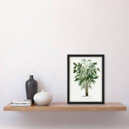 Artery8 Astrocaryum Murumuru Palm Tree Kerchove Framed Wall Art Print in White - Size: A4 - thumbnail 4