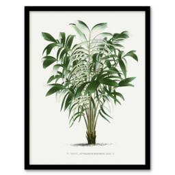 Artery8 Astrocaryum Murumuru Palm Tree Kerchove Framed Wall Art Print in White - Size: A4 - thumbnail 1