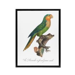 "Artery8 The Yellow Headed Amazon Parrot Levaillant Framed Canvas Wall Art in White - Size: W12"" x H16""" - thumbnail 1