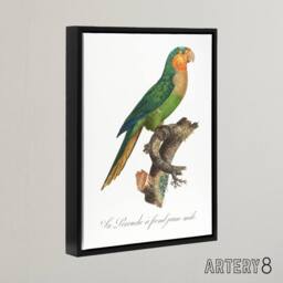"Artery8 The Yellow Headed Amazon Parrot Levaillant Framed Canvas Wall Art in White - Size: W12"" x H16""" - thumbnail 2