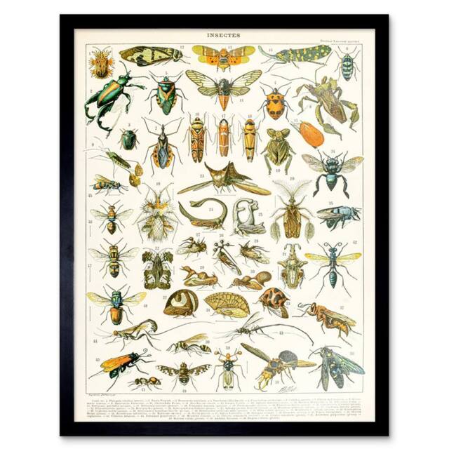 "Artery8 Millot Encyclopedia Page Insects Cicada 12x16"" Framed Wall Art - Size: W12"" x H16""" - image 1