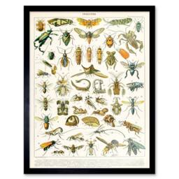 "Artery8 Millot Encyclopedia Page Insects Cicada 12x16"" Framed Wall Art - Size: W12"" x H16""" - thumbnail 1