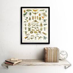 "Artery8 Millot Encyclopedia Page Insects Cicada 12x16"" Framed Wall Art - Size: W12"" x H16""" - thumbnail 2