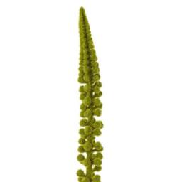 Lemon Pavilion Furniture and Decor Eremurus (Single Stem Flower) - Plastic - L3 x W3 x H88 cm - Green - thumbnail 2