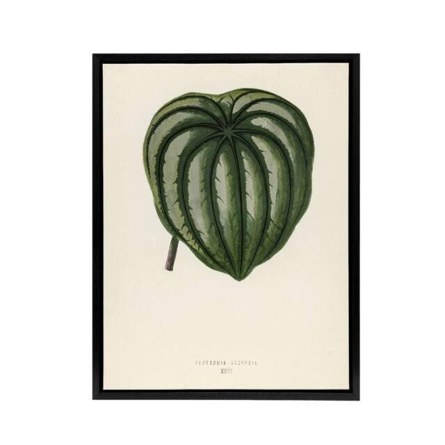 "Artery8 Vintage Botanical Pepper Elder Leaf Fawcett Black Framed Canvas Art in Beige - Size: W12"" x H16""" - image 1