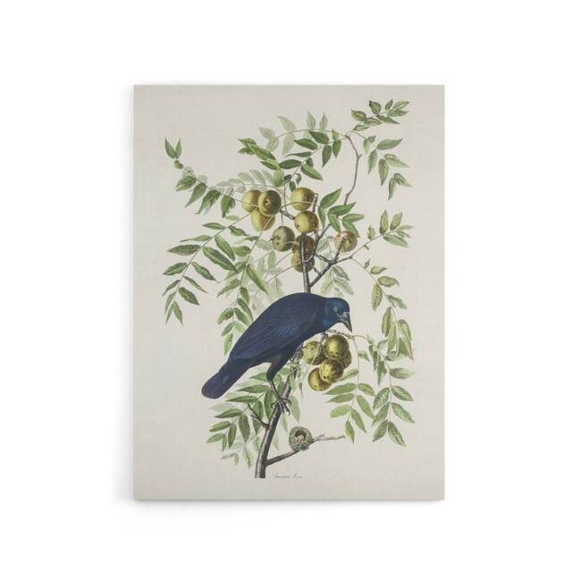 "Artery8 American Crow on Walnut Tree Audubon Nature Canvas Wall Art in White - Size: W18"" x H24""" - image 1