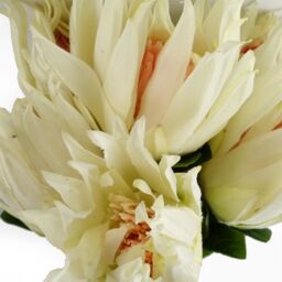 Leaf Pack of 6 x 65cm Protea Sugarbush Flower Stem - White - Size: 6 x 65 cm - thumbnail 3