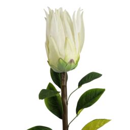 Leaf Pack of 6 x 65cm Protea Sugarbush Flower Stem - White - Size: 6 x 65 cm - thumbnail 5