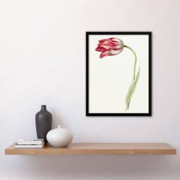 Artery8 Jean Bernard Framed Wall Art Print Pink Tulip Flower Drawing in White - Size: A4 - thumbnail 2