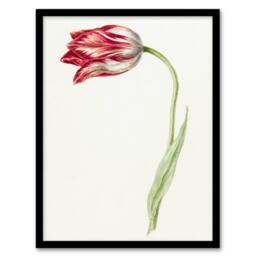 Artery8 Jean Bernard Framed Wall Art Print Pink Tulip Flower Drawing in White - Size: A4 - thumbnail 1