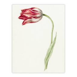 Artery8 Jean Bernard Framed Wall Art Print Pink Tulip Flower Drawing in White - Size: A4 - thumbnail 3