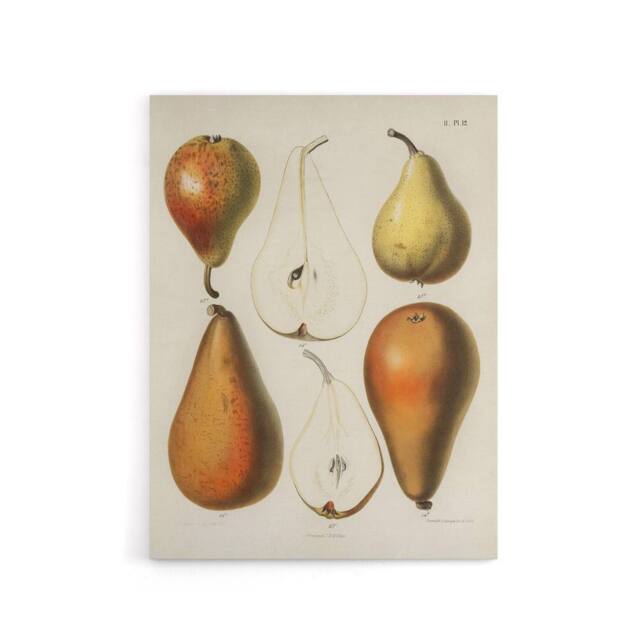 "Artery8 Fresh Pears Halved Fruit Berghuis Vintage Canvas Wall Art in White - Size: W18"" x H24""" - image 1