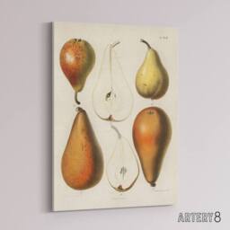"Artery8 Fresh Pears Halved Fruit Berghuis Vintage Canvas Wall Art in White - Size: W18"" x H24""" - thumbnail 2