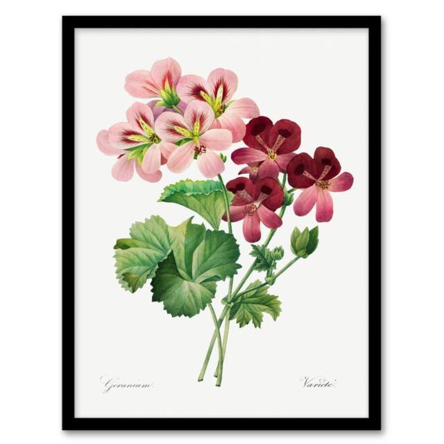 Artery8 Pierre J Redoute Framed Wall Art Vintage Geranium Flowers Illustration in White - Size: A4 - image 1
