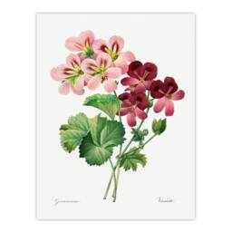 Artery8 Pierre J Redoute Framed Wall Art Vintage Geranium Flowers Illustration in White - Size: A4 - thumbnail 3