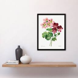 Artery8 Pierre J Redoute Framed Wall Art Vintage Geranium Flowers Illustration in White - Size: A4 - thumbnail 2