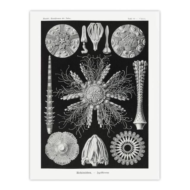 "Artery8 Sea Urchin Ocean Beach Haeckel Botanical Wall Art Print Poster in Black - Size: W24"" x H32""" - image 1