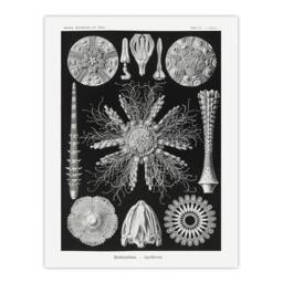 "Artery8 Sea Urchin Ocean Beach Haeckel Botanical Wall Art Print Poster in Black - Size: W24"" x H32""" - thumbnail 1