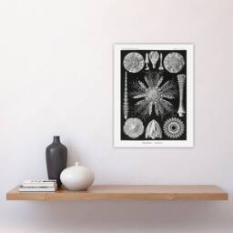 "Artery8 Sea Urchin Ocean Beach Haeckel Botanical Wall Art Print Poster in Black - Size: W24"" x H32""" - thumbnail 4