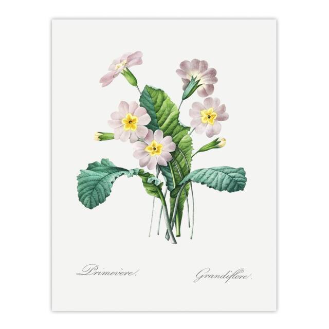 "Artery8 Primrose Floral Illustration Redoute Vintage Wall Art Print Poster in White - Size: W12"" x H16""" - image 1