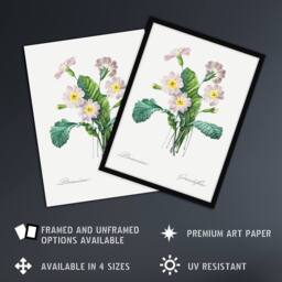 "Artery8 Primrose Floral Illustration Redoute Vintage Wall Art Print Poster in White - Size: W12"" x H16""" - thumbnail 2