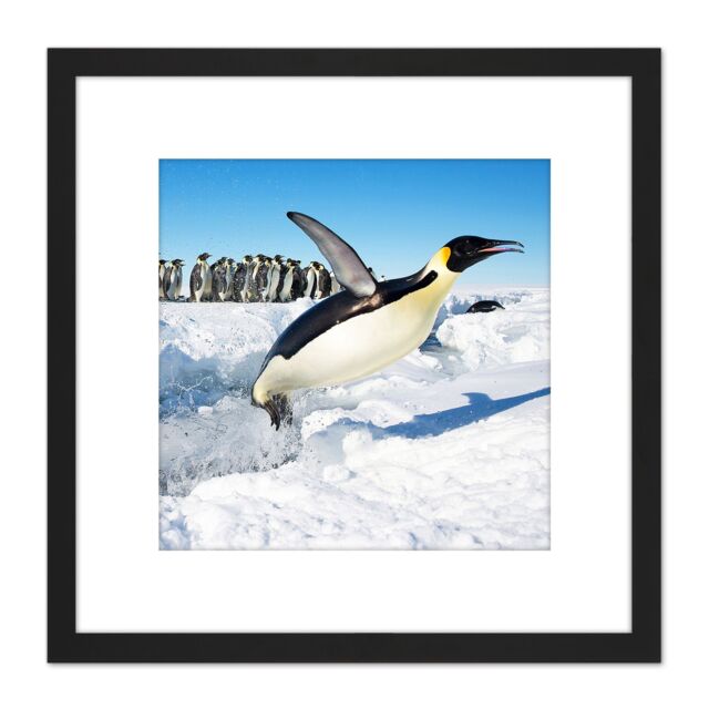 Artery8 Michel Emperor Penguin Antarctica Jumping From Water Photo 8X8 Inch Square Wooden Framed Wall Art Print Picture with Mount in Black - image 1