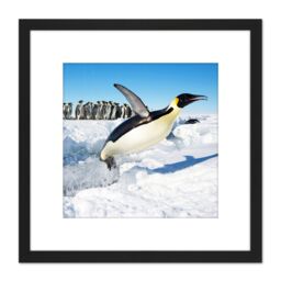 Artery8 Michel Emperor Penguin Antarctica Jumping From Water Photo 8X8 Inch Square Wooden Framed Wall Art Print Picture with Mount in Black - thumbnail 1