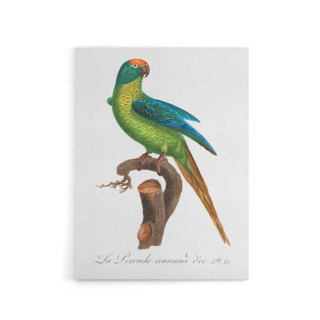 "Artery8 The Peach Fronted Parakeet Levaillant Canvas Wall Art Print in White - Size: W12"" x H16""" - image 1
