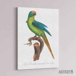 "Artery8 The Peach Fronted Parakeet Levaillant Canvas Wall Art Print in White - Size: W12"" x H16""" - thumbnail 2
