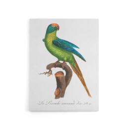 "Artery8 The Peach Fronted Parakeet Levaillant Canvas Wall Art Print in White - Size: W12"" x H16""" - thumbnail 1