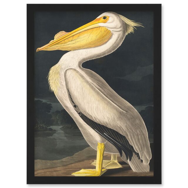 Artery8 John James Audubon Style Pelican Bird Vintage Detailed Illustration Artwork Framed Wall Art Print A4 in Black - image 1