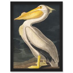 Artery8 John James Audubon Style Pelican Bird Vintage Detailed Illustration Artwork Framed Wall Art Print A4 in Black - thumbnail 1