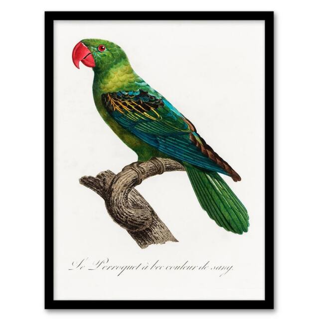 Artery8 Francois Levaillant Framed Wall Art Print The Great Billed Parrot in White - Size: A4 - image 1