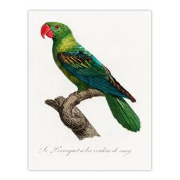 Artery8 Francois Levaillant Framed Wall Art Print The Great Billed Parrot in White - Size: A4 - thumbnail 3