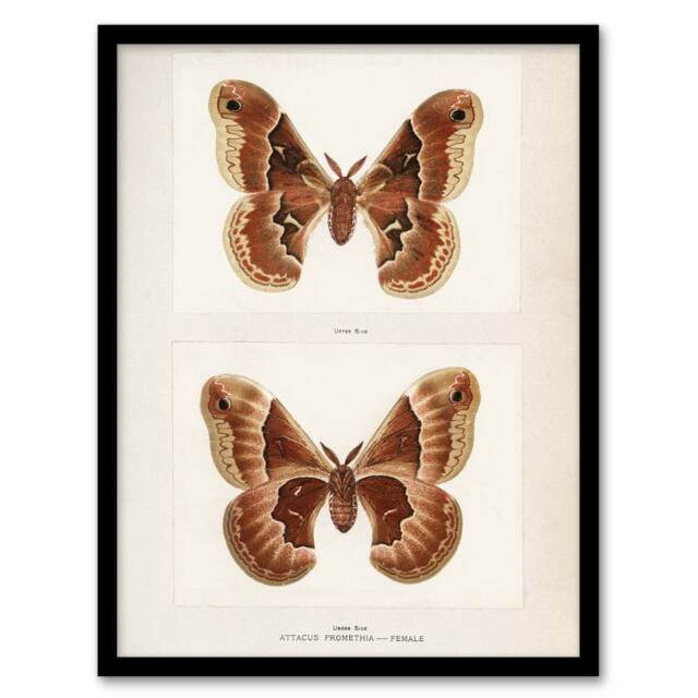 Artery8 Promethea Silkmoth Female Sherman Denton Framed Wall Art Print in White - Size: A4 - image 1